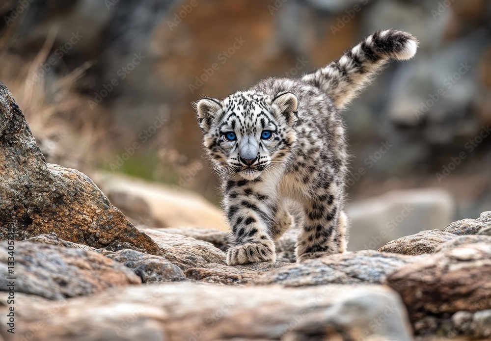 Fototapeta premium Playful Snow Leopard Cub Exploring Rocky Terrain in Natural Habitat with Striking Blue Eyes and Distinctive Coat Patterns