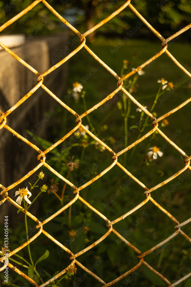 Fototapeta premium A close-up of a rusty chain-link fence with white wildflowers growing behind it, bathed in warm golden sunlight. The blurred background emphasizes the texture of the fence and plants.