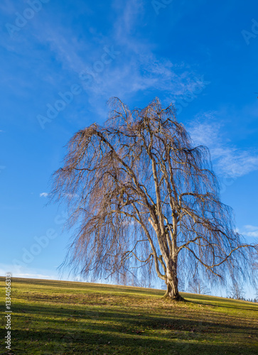 Obraz na płótnie Hängebuche, Baum ohne Blätter auf einer Wiese vor blauem Himmel im Winter, Alpenvorland, Bayern, Deutschland, Europa w salonie