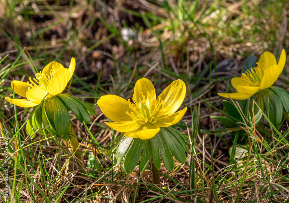 Gelb blühende Winterlinge (Eranthis) im Frühling, Bayern, Deutschland, Europa