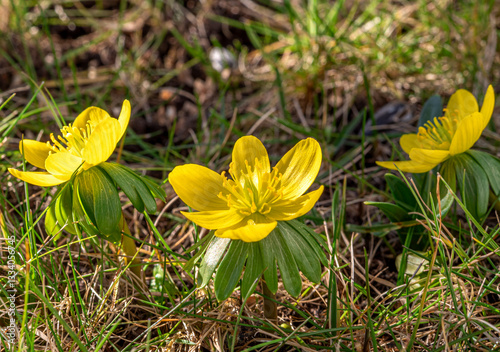 Obraz na płótnie Gelb blühende Winterlinge (Eranthis) im Frühling, Bayern, Deutschland, Europa w salonie