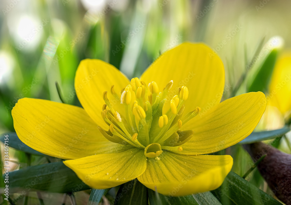Gelb blühende Winterlinge (Eranthis) im Frühling, Bayern, Deutschland, Europa