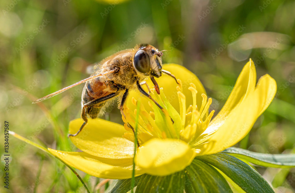 Wildbiene (Apoidea) sammelt Nektar in einer gelben Blüte, Winterling (Eranthis), Frühling, Bayern, Deutschland, Europa