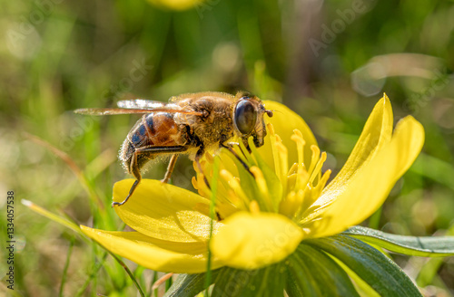 Obraz na płótnie Wildbiene (Apoidea) sammelt Nektar in einer gelben Blüte, Winterling (Eranthis), Frühling, Bayern, Deutschland, Europa w salonie