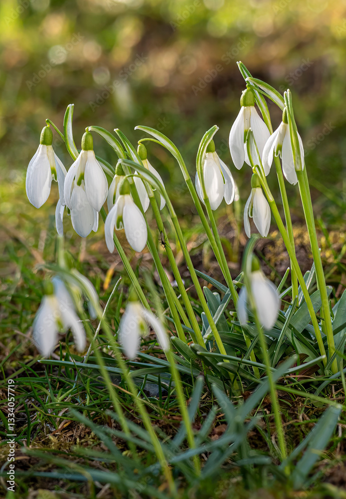 Weiß blühende Schneeglöckchen (Galanthus) im Frühling, Bayern, Deutschland, Europa