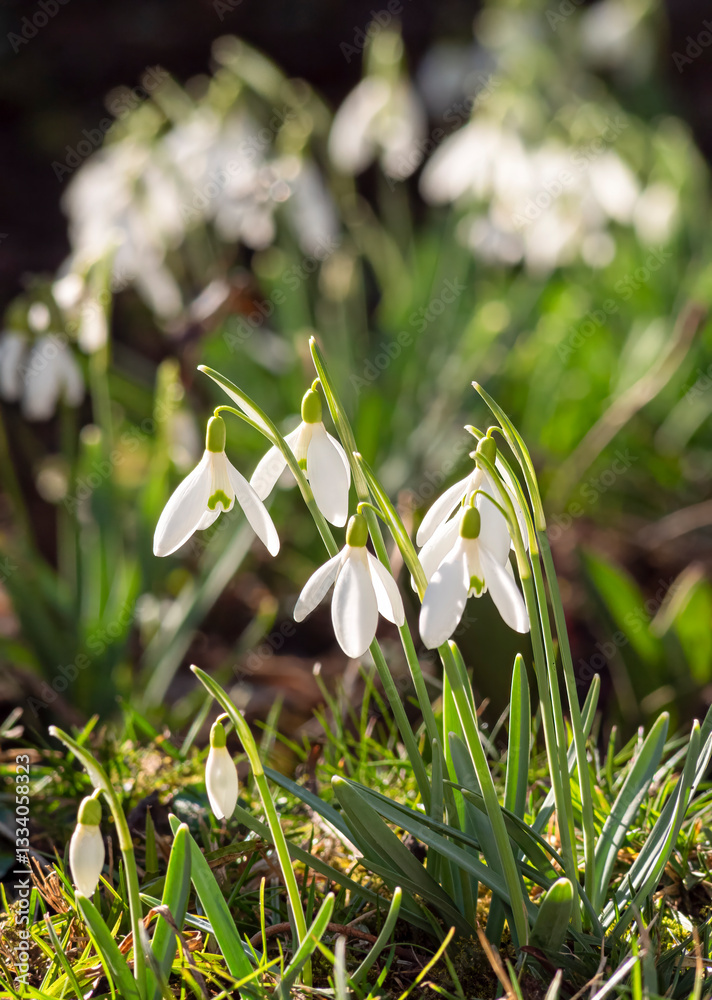 Weiß blühende Schneeglöckchen (Galanthus) im Frühling, Bayern, Deutschland, Europa