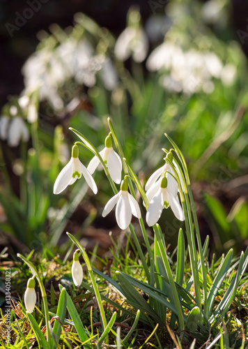 Obraz na płótnie Weiß blühende Schneeglöckchen (Galanthus) im Frühling, Bayern, Deutschland, Europa w salonie