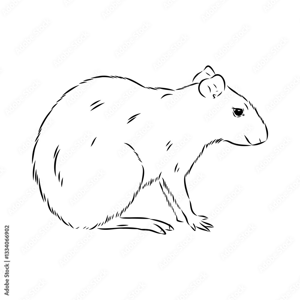 Obraz premium Agouti Vector Illustration Hand Drawn Animal Cartoon Art