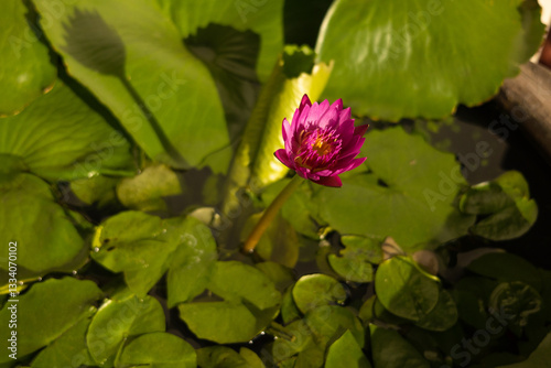 Nature Photograph With Close-Up Of Lotus Water Lily In Pond