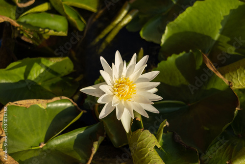 Nature Photograph With Close-Up Of Lotus Water Lily In Pond