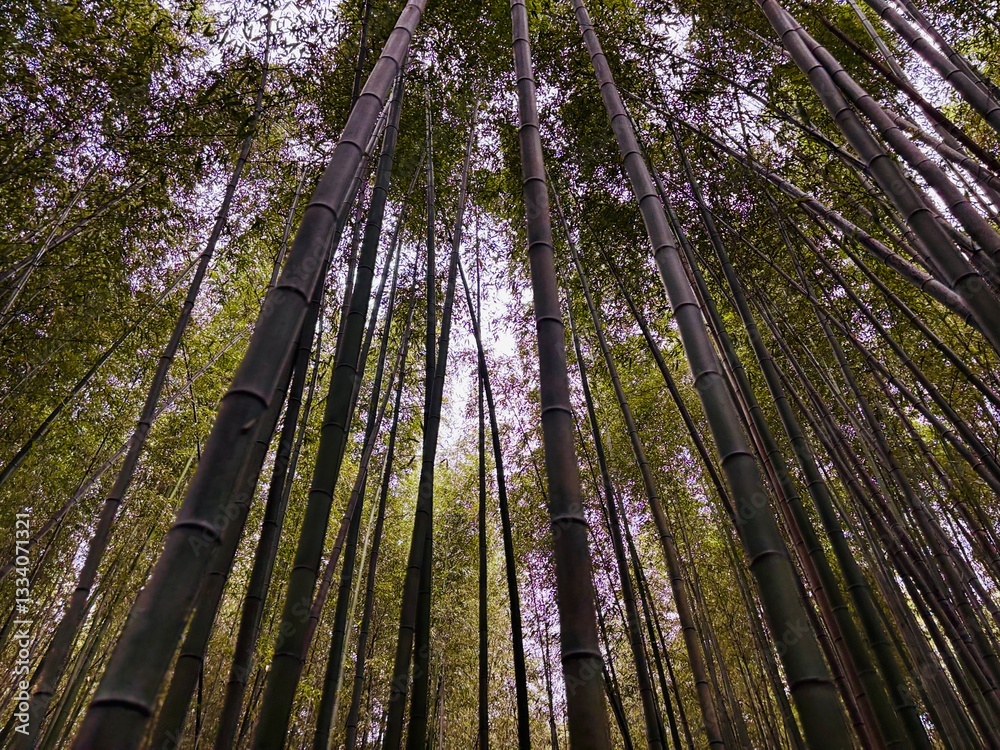 Serene Bamboo Forest in Japan Serene Bamboo Forest in Japan