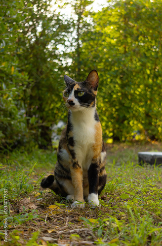 A striking tricolor cat is sitting on the grass. The lush green grass and warm sunlight create a dreamy, nature-filled atmosphere that highlights the unique color of the cat.