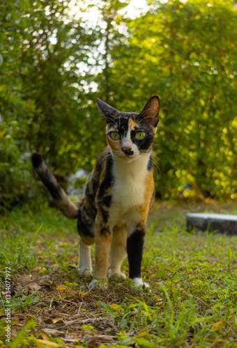 A curious calico cat walking through green grass, staring ahead with wide, alert eyes. Sunlight filters through the trees, casting a warm glow on the scene. A dynamic and engaging feline portrait.