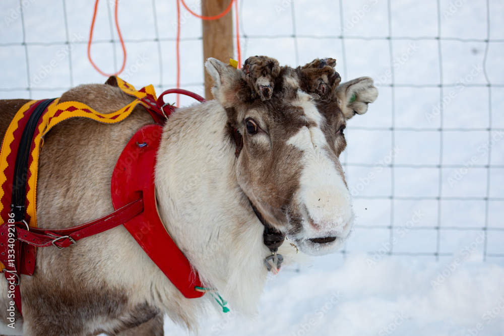 A reindeer on a reindeer farm