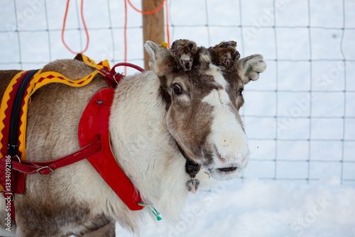 Obraz na płótnie A reindeer on a reindeer farm w salonie