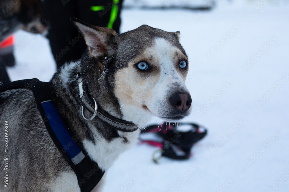 A portrait of a sled dog