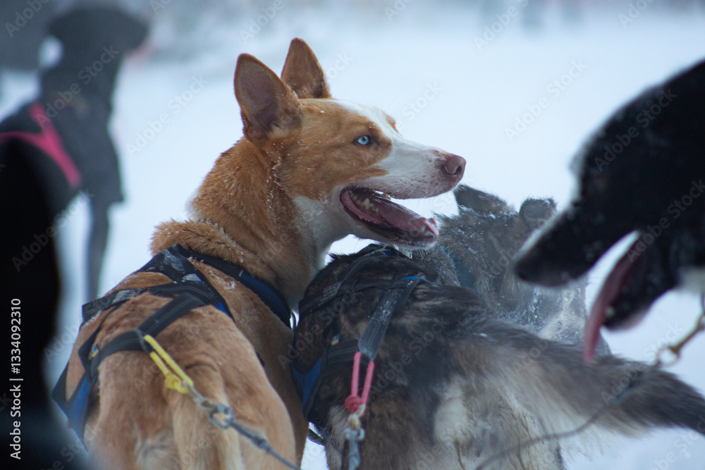 A sled dog after a husky run