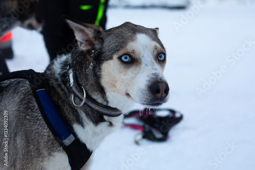 Obraz na płótnie A portrait of a sled dog w salonie