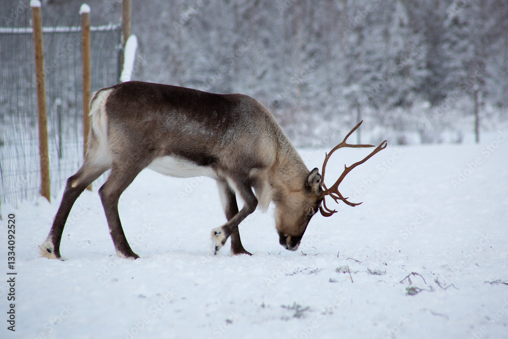 A reindeer on a snowy field