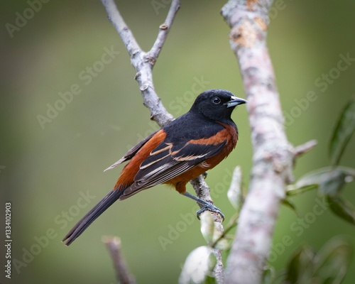 Orchard Oriole perched on branch isolated on green background 