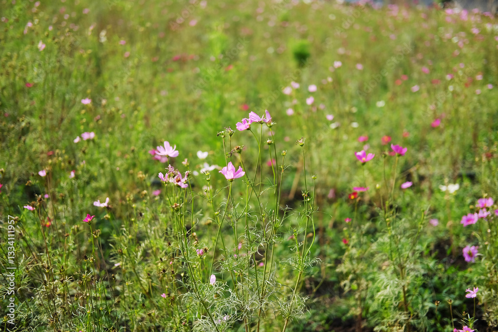 Blooming pink cosmos flower and bee collects pollen in a meadow of wildflower with sunny on summer in tropical garden. Copy space
Blooming pink cosmos flower and bee collects pollen in a meadow of wildflower with sunny on summer in tropical garden. Copy space