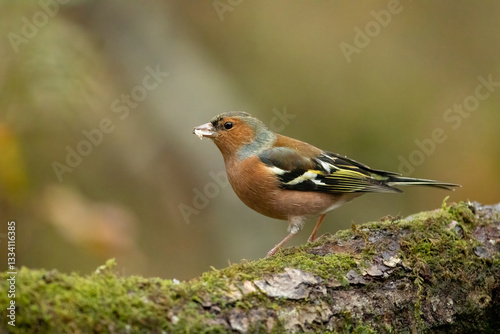 Chaffinch (Fringilla coelebs)