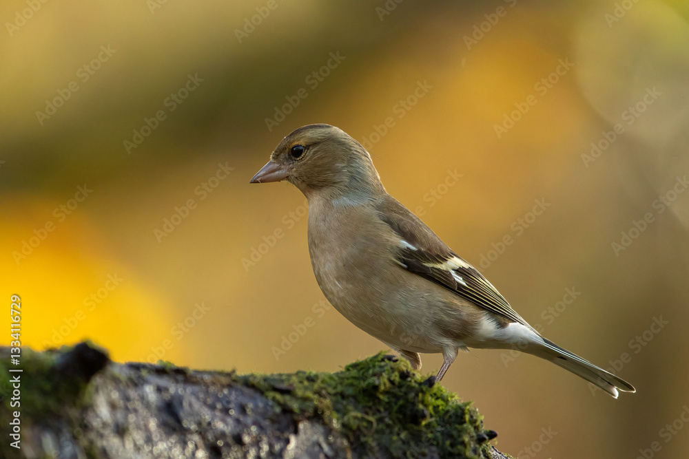 Fototapeta premium Chaffinch (Fringilla coelebs)