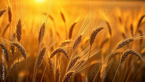 Golden Wheat Field at Sunset, Warm Sunlight Illuminating Ripened Grains, Soft Focus, Nature Landscape