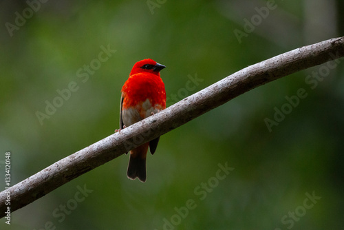 Canvas Print Scarlet Sentinel in the Tropical Canopy