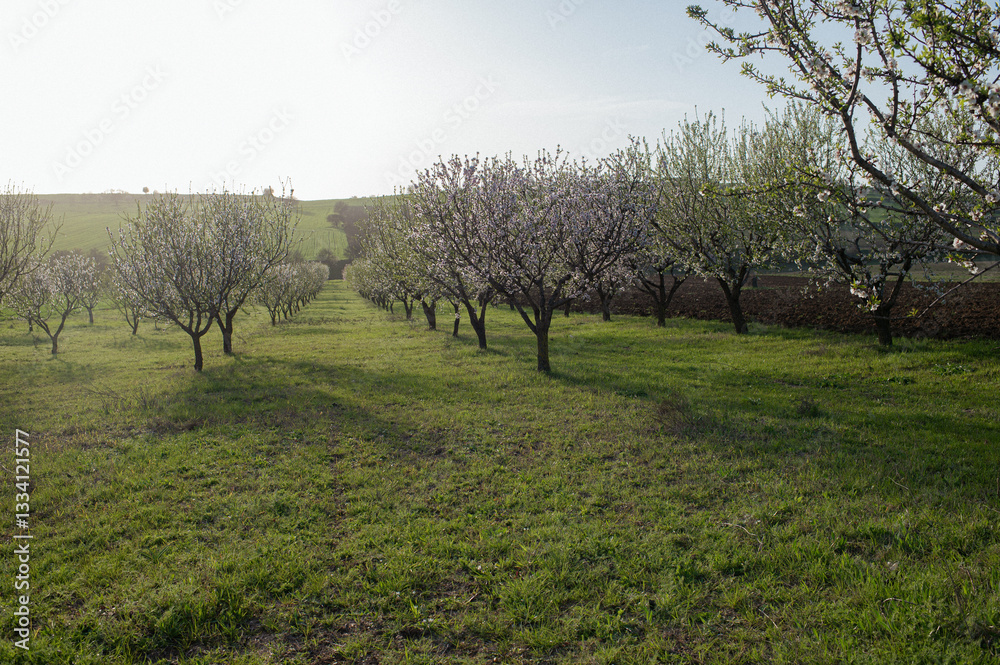 A pathway lined with blooming almond trees in various colors, bathed in the warm glow of the setting sun. A pathway lined with blooming almond trees in various colors, bathed in the warm glow of the setting sun.