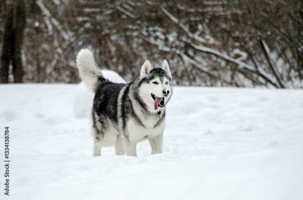 Naklejka premium Energetic siberian husky stands in snow, surrounded by trees. Overcast sky and winter wonderland create serene ambiance. Joyful pose reflects love for cold environment