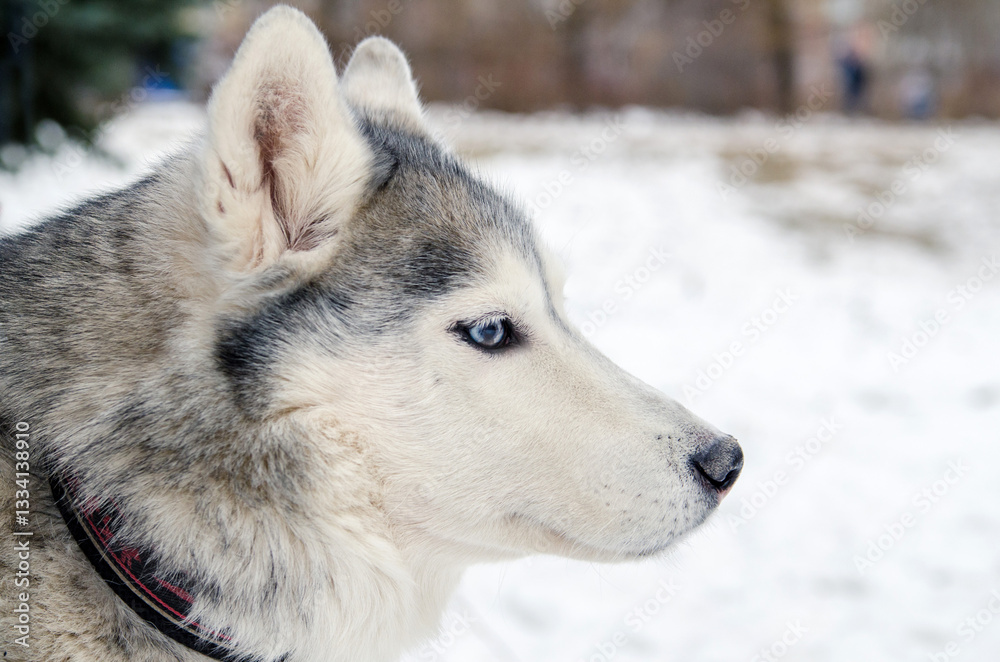 Obraz premium Close-up of siberian husky against snowy background. Dogs intense blue eye contrasts with winter scenery. Soft lighting accentuates furs grey and white tones