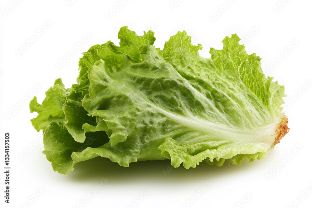 Single Crisp Green Lettuce Leaf with Veins and Ruffled Edges Highlighted, Symbolizing Freshness and Healthy Eating Single Crisp Green Lettuce Leaf with Veins and Ruffled Edges Highlighted, Symbolizing Freshness and Healthy Eating