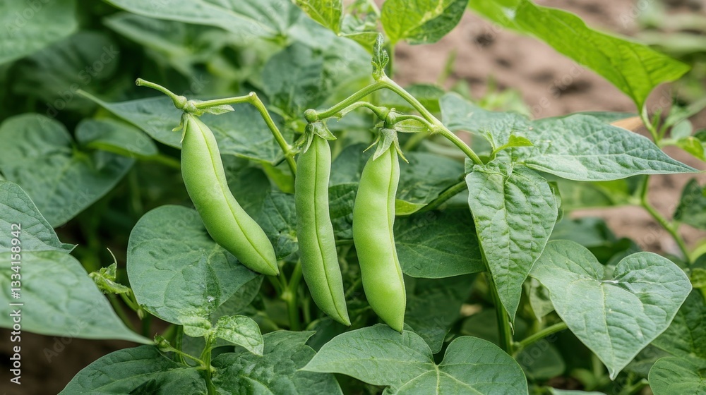 Fresh green beans hanging on a plant with lush leaves