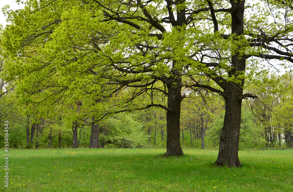 Lush green trees in a field on a beautiful sunny day Lush green trees in a field on a beautiful sunny day