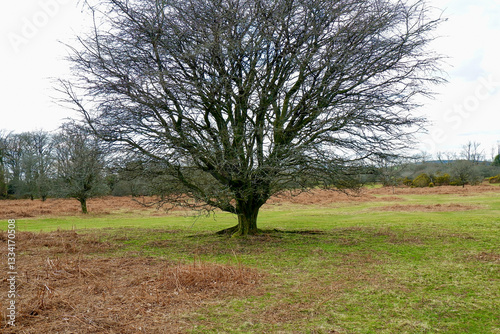 Longash in Yelverton in Dartmoor National Park, United Kingdom