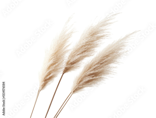 Isolated Bunch of Pampas Grass Plumes