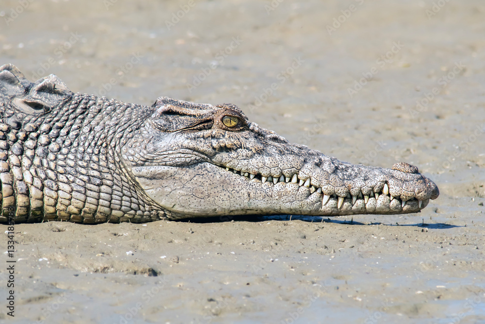 Naklejka premium Saltwater Crocodile (Crocodylus porosus) - Apex Predator in Its Natural Habitat