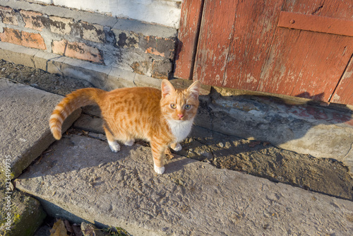 Young ginger farm cat stands near the outbuilding