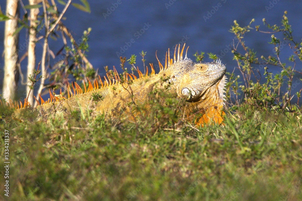 iguana in the grass iguana in the grass