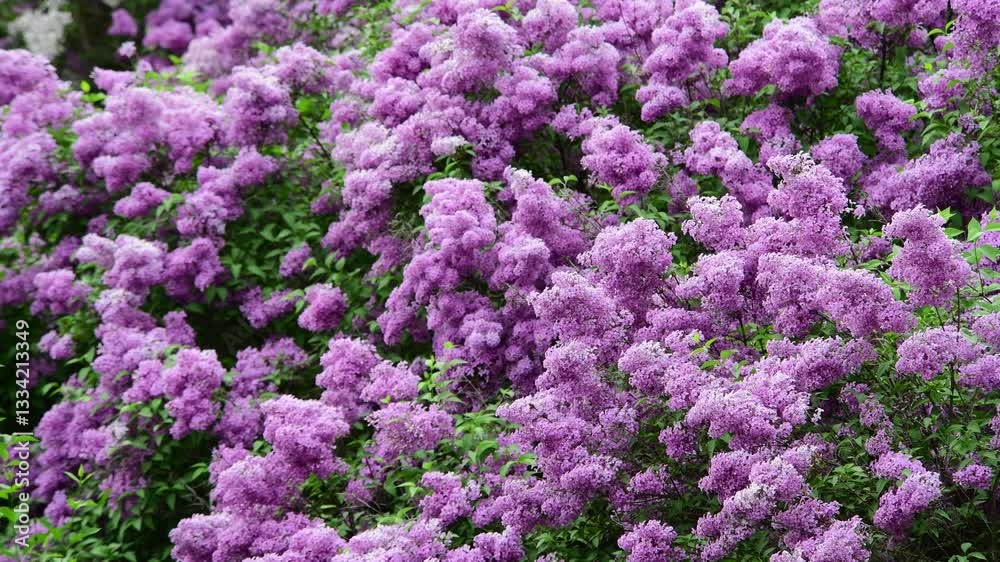 Lilac garden trees at spring time, gardeningm, botany, blossom, 4k macro video Lilac garden trees at spring time, gardeningm, botany, blossom, 4k macro video