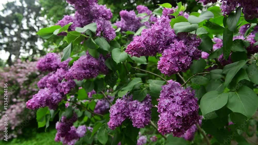 Lilac garden trees at spring time, gardeningm, botany, blossom, 4k macro video Lilac garden trees at spring time, gardeningm, botany, blossom, 4k macro video