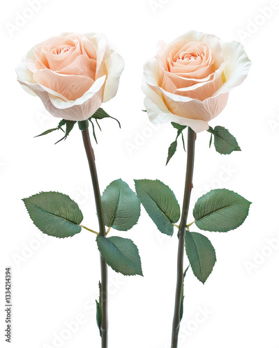Isolated Two light pink Roses photo
