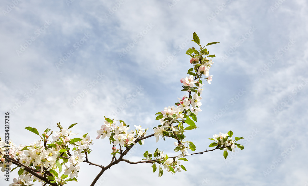 Blooming branch of a apple tree. Flowering apple tree. Soft focus image of blooms tree in spring time Blooming branch of a apple tree. Flowering apple tree. Soft focus image of blooms tree in spring time