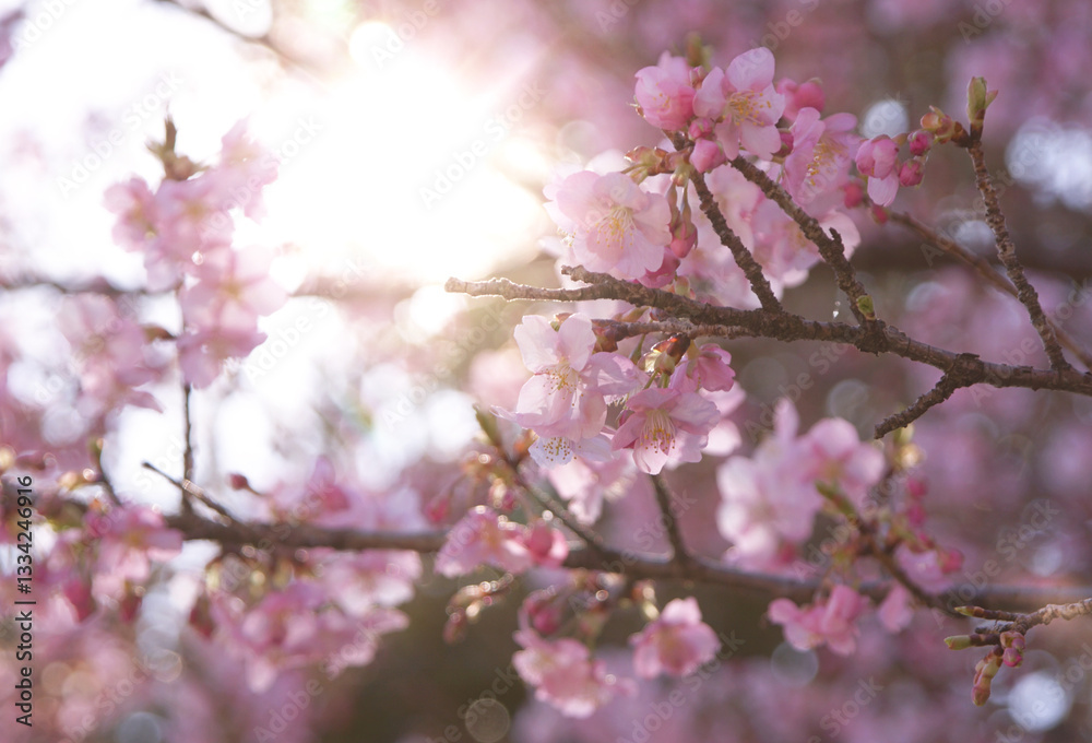 河津桜(逆光3)2025 河津桜(逆光3)2025