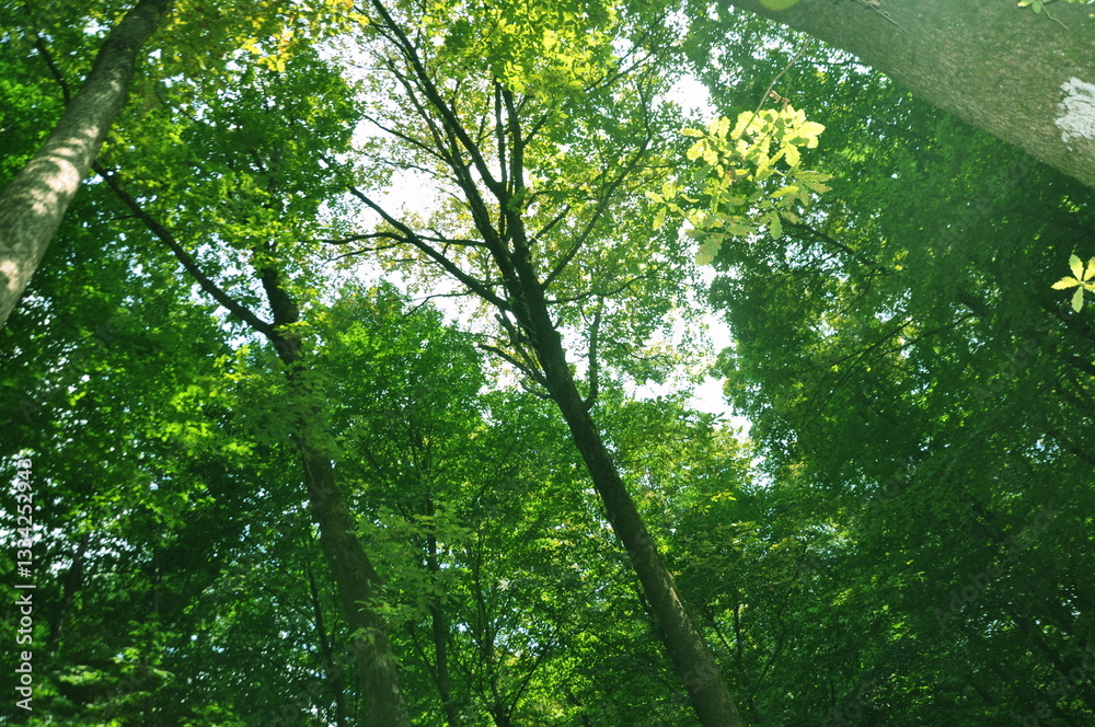 Fototapeta premium Beautiful green forest view. Bushes, trees, path and vines in the forest. Akyazi, Sakarya, Turkey.