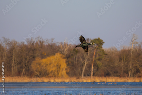 Great Cormorant - Phalacrocorax carbo - flying over a pond.