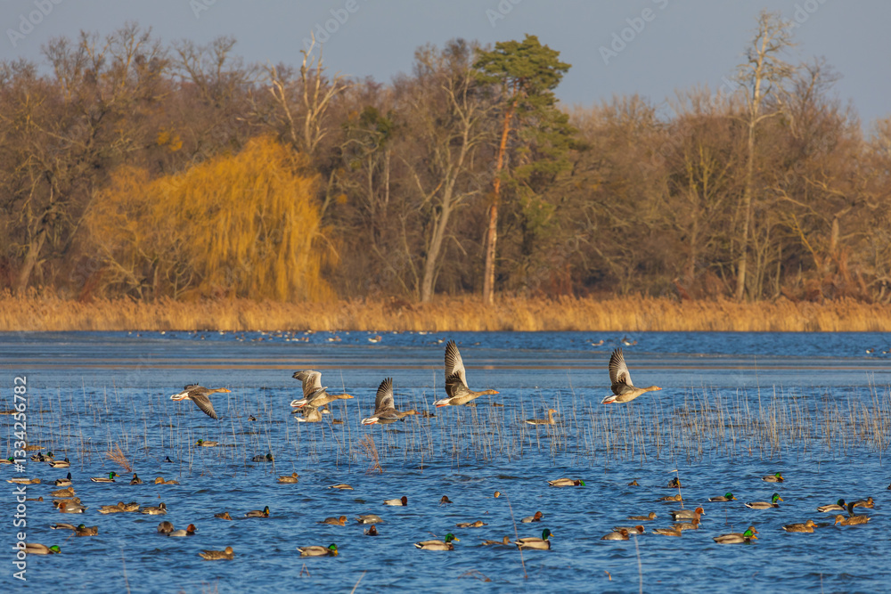 Geese and ducks fly above the surface of the Hlohovec pond in the Czech Republic Geese and ducks fly above the surface of the Hlohovec pond in the Czech Republic