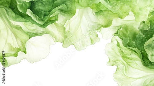 Green cabbage isolated on white background
