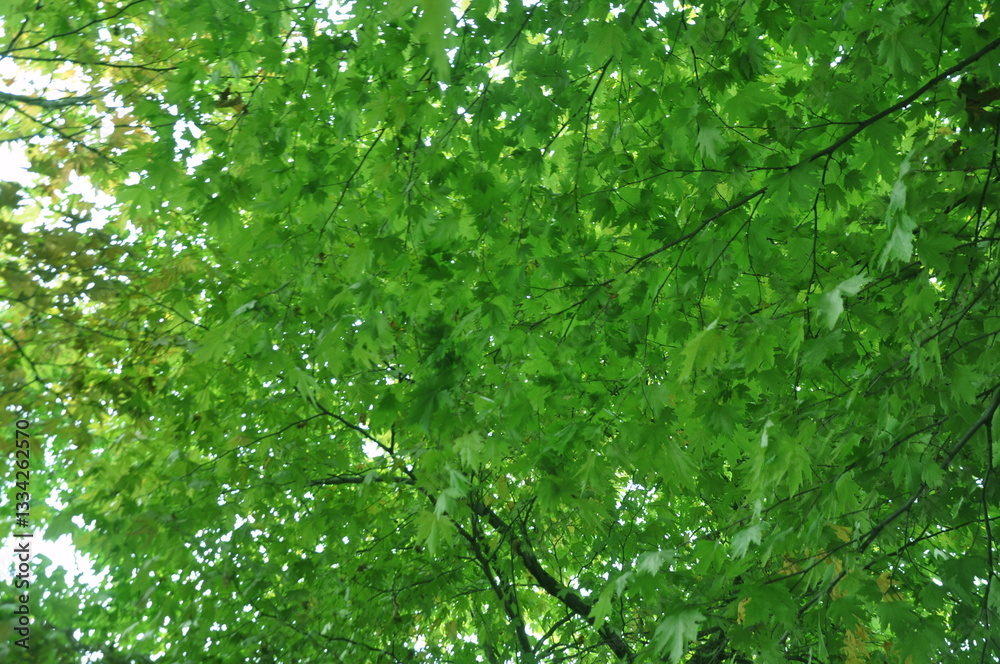 Fototapeta premium Beautiful green forest view. Bushes, trees and vines in the forest